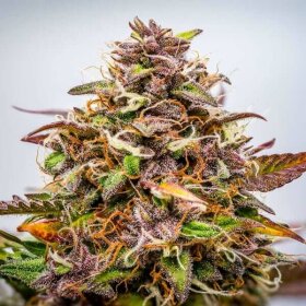 Royal Queen Seeds Bubbel Kush AUTO - 3 autoflowering Samen