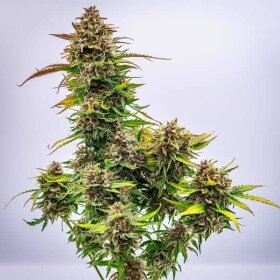 Royal Queen Seeds Bubbel Kush AUTO - 3 autoflowering Samen