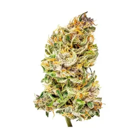 Royal Queen Seeds Bubbel Kush AUTO - 3 autoflowering Samen