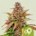 Royal Queen Seeds Bubbel Kush AUTO - 3 autoflowering Samen