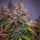 Royal Queen Seeds Bubbel Kush AUTO - 3 autoflowering Samen