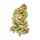 Royal Queen Seeds Bubbel Kush AUTO - 3 automatisierte Samen