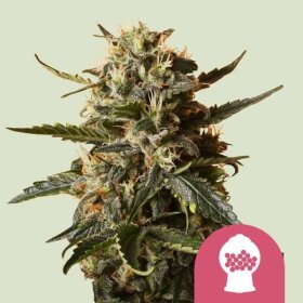 Royal Queen Seeds Bubbelgum XL - 3 feminisierte Samen