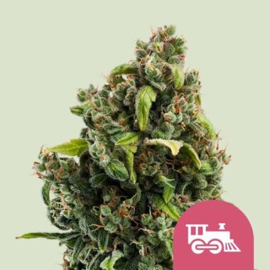 Royal Queen Seeds Candy Kush Express Fast Version - 3...