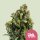 Royal Queen Seeds Candy Kush Express Fast Version - 3 feminisierte Samen