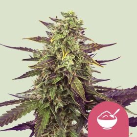 Royal Queen Seeds Cereal Milk - 3 feminized seeds