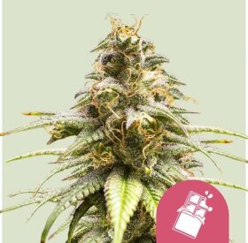 Royal Queen Seeds Chocolate Haze - 3 feminisierte Samen