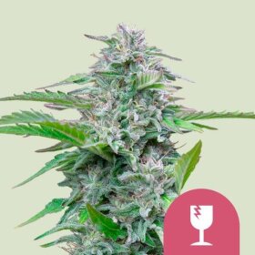 Royal Queen Seeds Critical - 3 feminisierte Samen