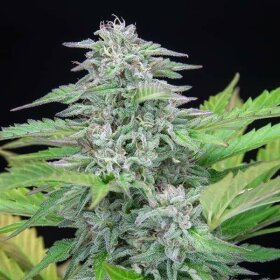 Royal Queen Seeds Critical - 3 feminisierte Samen