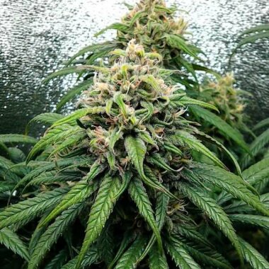 Royal Queen Seeds Dance World CBD - 3 feminisierte Samen