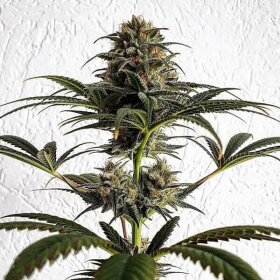 Royal Queen Seeds Dance World CBD - 3 feminisierte Samen