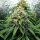 Royal Queen Seeds Dance World CBD - 3 feminisierte Samen