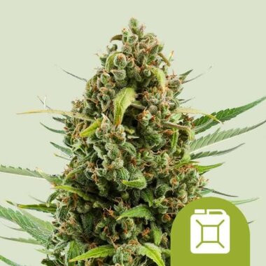 Royal Queen Seeds Diesel AUTO - 3 automatisierte Samen