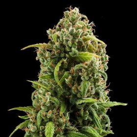 Royal Queen Seeds Diesel AUTO - 3 autoflowering Samen