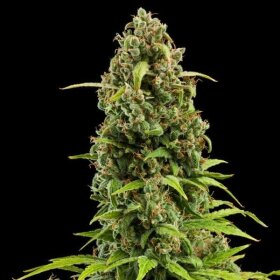 Royal Queen Seeds Diesel AUTO - 3 autoflowering Samen