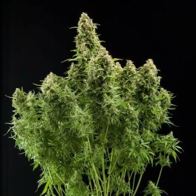 Royal Queen Seeds Diesel AUTO - 3 autoflowering Samen