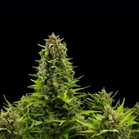 Royal Queen Seeds Diesel AUTO - 3 automatisierte Samen