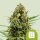 Royal Queen Seeds Diesel AUTO - 3 autoflowering Samen