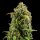 Royal Queen Seeds Diesel AUTO - 3 automatisierte Samen