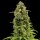 Royal Queen Seeds Diesel AUTO - 3 automatisierte Samen