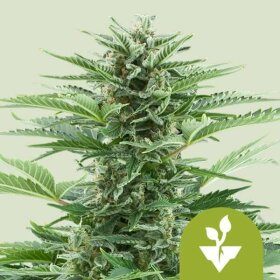 Royal Queen Seeds Easy Bud AUTO - 3 autoflowering Samen