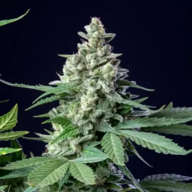 Royal Queen Seeds Easy Bud AUTO - 3 autoflowering Samen