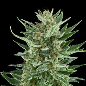 Royal Queen Seeds Easy Bud AUTO - 3 autoflowering Samen