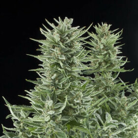 Royal Queen Seeds Easy Bud AUTO - 3 automatisierte Samen