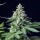 Royal Queen Seeds Easy Bud AUTO - 3 autoflowering Samen