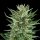 Royal Queen Seeds Easy Bud AUTO - 3 autoflowering Samen