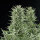 Royal Queen Seeds Easy Bud AUTO - 3 autoflowering Samen