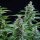 Royal Queen Seeds Easy Bud AUTO - 3 automatisierte Samen