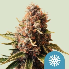 Royal Queen Seeds Euphoria CBD - 3 feminized seeds