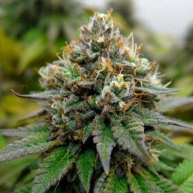 Royal Queen Seeds Euphoria CBD - 3 feminisierte Samen