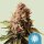 Royal Queen Seeds Euphoria CBD - 3 feminisierte Samen