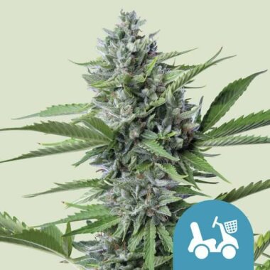 Royal Queen Seeds Fast Eddy AUTO CBD - 3 automatisierte...