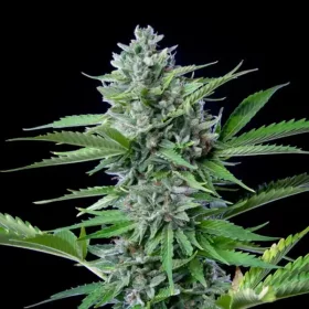 Royal Queen Seeds Fast Eddy AUTO CBD - 3 automatisierte Samen