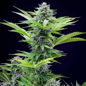 Royal Queen Seeds Fast Eddy AUTO CBD - 3 automatisierte Samen