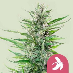 Royal Queen Seeds Fat Banana - 3 feminized seeds