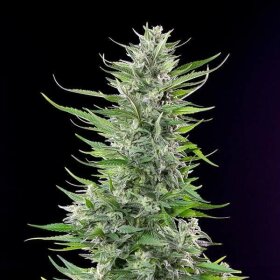 Royal Queen Seeds Fat Banana - 3 feminisierte Samen