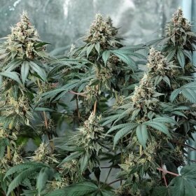 Royal Queen Seeds Fat Banana - 3 feminisierte Samen