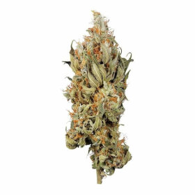 Royal Queen Seeds Fat Banana - 3 feminisierte Samen