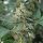 Royal Queen Seeds Fat Banana - 3 feminisierte Samen