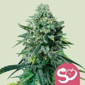 Royal Queen Seeds Forbidden Fruit - 3 feminized seeds