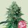 Royal Queen Seeds Forbidden Fruit - 3 feminisierte Samen