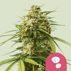 Royal Queen Seeds Gushers - 3 feminisierte Samen