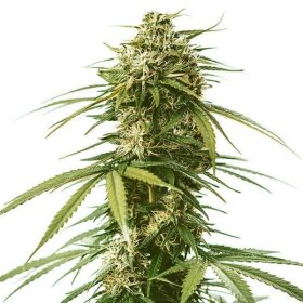 Royal Queen Seeds Gushers - 3 feminisierte Samen