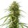 Royal Queen Seeds Gushers - 3 feminisierte Samen