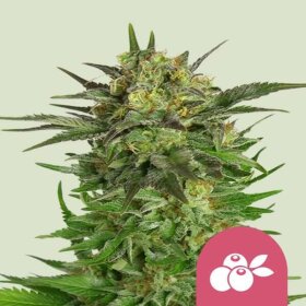 Royal Queen Seeds Haze Berry - 3 feminized seeds