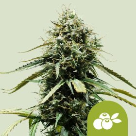 Royal Queen Seeds Haze Berry AUTO - 3 automated seeds